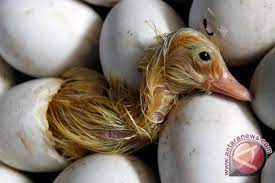 Gambar bebek mati terbaik download now bebek mati. Ratusan Itik Di Tulungagung Mati Mendadak Antara News
