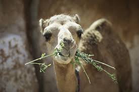 Is this stuffed camel recipe real? Camel Tagine With Couscous Lubna S Culinary Adventures