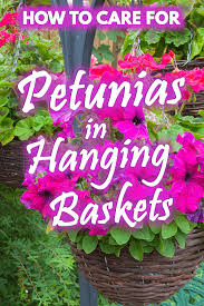 These hanging flower baskets come in 6 bright, bold colors. How To Care For Petunias In Hanging Baskets Garden Tabs
