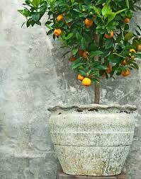 So we're digging up everything you need to care for every type of houseplant. 5 Best Citrus Trees For Containers Growing Citrus In Pots Balcony Garden Web