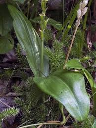 Image result for Liparis