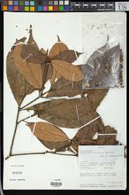 Image result for Peraceae