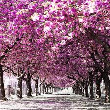 I Can T Wait To Share With You The Images We Captured From The Brooklyn Botanic Garden Skies Full O Cherry Blossom Botanical Gardens Brooklyn Botanical Garden