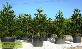 Looking for a good deal on monkey puzzle? Araucaria Araucana Monkey Puzzle Tree Garden Plants Online