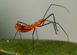 This bug uses an ambush stratige to attack its prey. Garden Assassins For Hire Southern Living