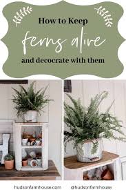 Scroll below for 14 of our favorite ways to display the almighty air plant. How To Keep Ferns Alive And Decorate With Them