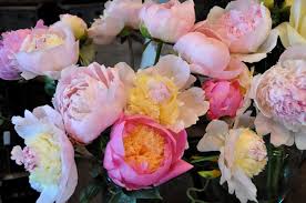 Sep 11, 2017 · 2 step by step instruction to make paper peony: Peonies And Garden Roses Gallery Garden Design