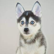 We did not find results for: 1 Pomsky Puppies For Sale In Florida Uptown Puppies