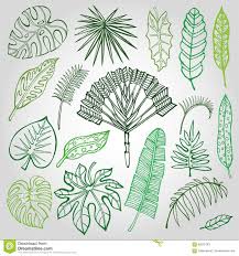 Plantes tropicales aquarelle pour vos dessins. Tropical Palm Leaves Branches Set Outline Green Leaf Drawing Outline Drawings Drawings