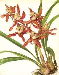 Antique Orchid Print Red Flower Botanical Art Cottage Decor Etsy Vintage Botanical Prints Vintage Flower Prints Botanical Orchids