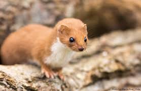 Image result for weasels