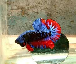 Dijual ikan cupang avatar gordon sehat berkualitas size s. Avatar Ikan Cupang Ikan