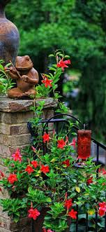 Though this flower is most commonly orange, newer varieties bloom in pale yellow, white or pink. 54 Garden Vines Zone 9 Ideas Vines Garden Plants