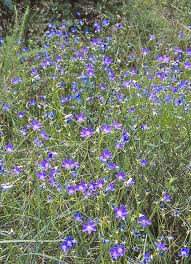 Image result for Wahlenbergia hookeri