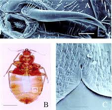However, costs range by type of insect: Traumatic Insemination And Sexual Conflict In The Bed Bug Cimex Lectularius Pnas