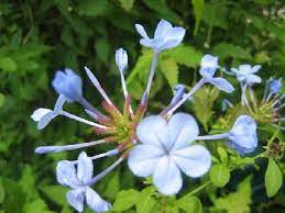 Plumbago imperial blue 7 to 10 inches tall gallon size. Blue Plumbago 3 Gallon Plub10