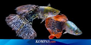 Nama dan gambar ikan hias sendiri sangat bera gam, pada pembahasan kali ini akan diperlihatkan yang populer dipelihara dan yang mudah perawatannya saja. Selain Cupang Ada 7 Jenis Ikan Hias Yang Juga Menarik Halaman All Kompas Com