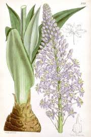 Image result for Eriospermum porphyrium