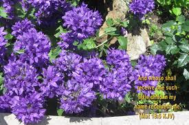 Flowers are mentioned throughout the word of god. Inspirational Wallpapers Bible Verses Flowers Ii Hot Discussions