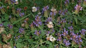 Selfheal The Wildlife Trusts