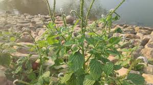 Image result for Sesamum parviflorum