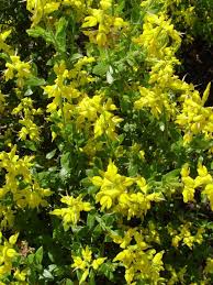 Image result for Indigofera ischnoclada