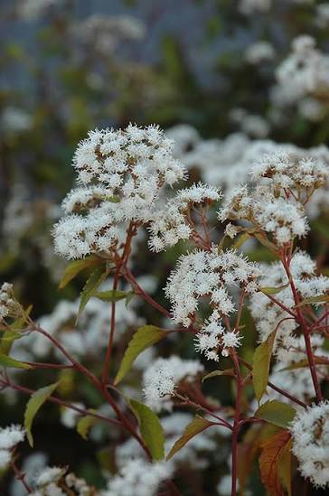 Chocolate Boneset (Eupatorium rugosum 'Chocolate') in Columbus Dublin Delaware Grove City Gahanna Bexley Ohio OH at Oakland Nurseries Inc