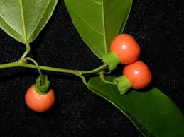 Image result for Heisteria