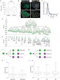 Human Keratinocytes Have Two Interconvertible Modes Of