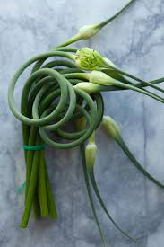 Only plantings by members who have set their locations are shown on this map. How To Grow Garlic The New York Times