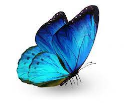 Welcome to the australian butterfly sanctuary image gallery. Butterfly Stock Photos Royalty Free Images Depositphotos