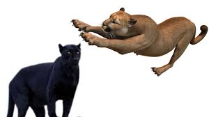 Image result for Panther Black 2002 Puma