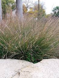 Bouteloua Curtipendula Side Oats Grama Warm Season Grass Native Garden Wild Flowers