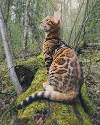 Pin On Suki The Bengal Cat