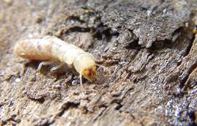 Maybe you would like to learn more about one of these? Kalotermes Flavicolis S Invite En Region Bordelaise Dimag