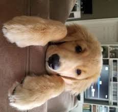 Maybe you would like to learn more about one of these? Meet Athena Adopted Southern California Golden Retriever Rescue Retriever Puppy Dogs Golden Retriever Golden Retriever