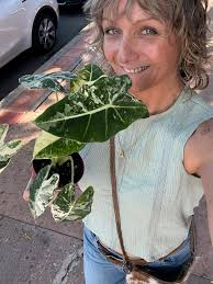 Alocasia Thai Constellation, White Princess, and Edward Frydek