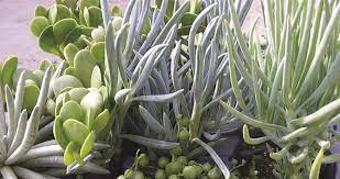 Fantastic kalanchoe is a patented flapjacks variety that shows off red, cream, and yellow variegation in its large leaves. Bloomiq