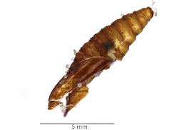 Image result for Cydia microgrammana