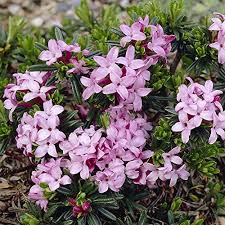 Maybe you would like to learn more about one of these? 9cm Pots Daphne Eternal Fragrance Agm And Daphne Pink Fragrance Hedges Shrubs Worldmanpowerconsulting Garden Outdoors