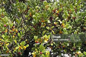 Image result for Diospyros ferrea
