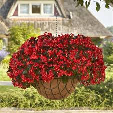Image result for Begonia poculifera