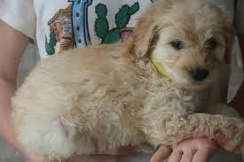 They're intelligent, quick to bring a smile and slow to shed. 7 Goldendoodle Puppies For Adoption Washington Dc Animal Pet