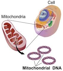 Mitochondrial Dna Wikipedia Mitochondrial Dna Dna Genetics
