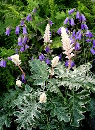 Image result for Acanthus