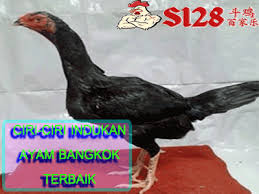 Pin En Sabung Ayam
