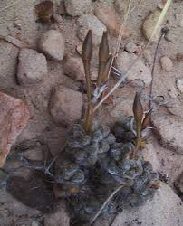 Image result for Anacampseros subnuda