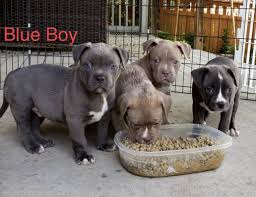 Find a xl bully on gumtree, the #1 site for dogs & puppies for sale classifieds ads in the uk. American Bully Puppies For Sale Thornton Co 305676