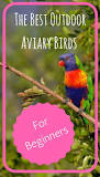 The Best Outdoor Aviary Birds for Beginners - PBS Pet Travel