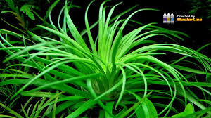 Image result for Eriocaulon selousii